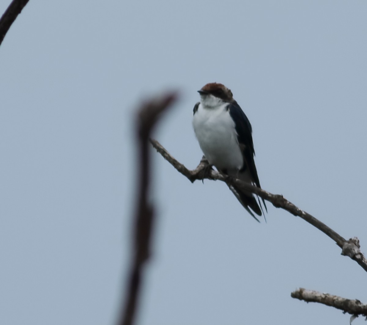 Wire-tailed Swallow - ML620494242