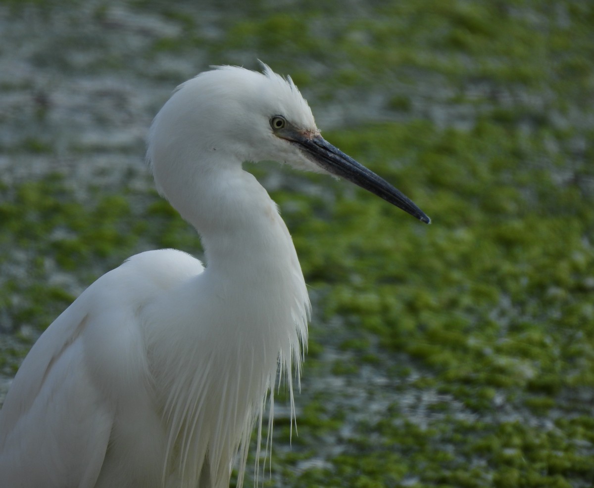 Little Egret - ML620494244