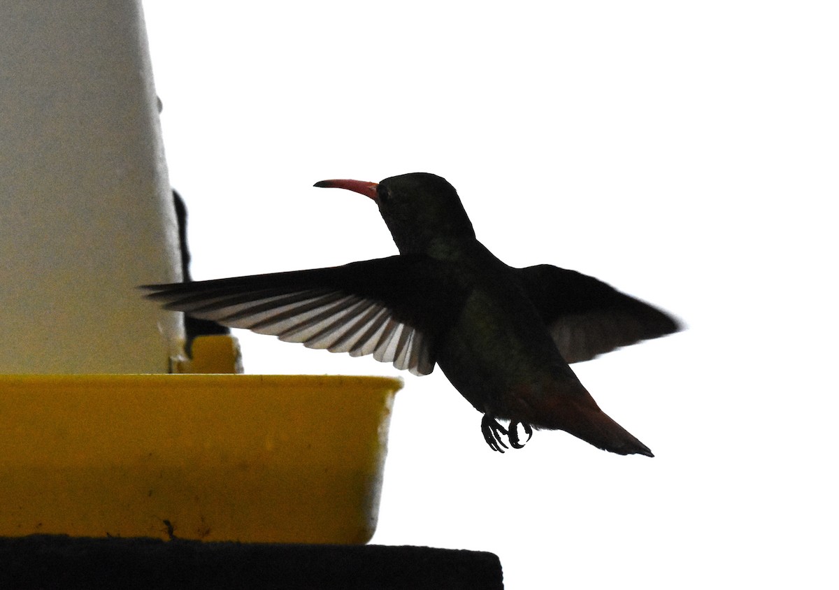 Rufous-tailed Hummingbird - ML620494246
