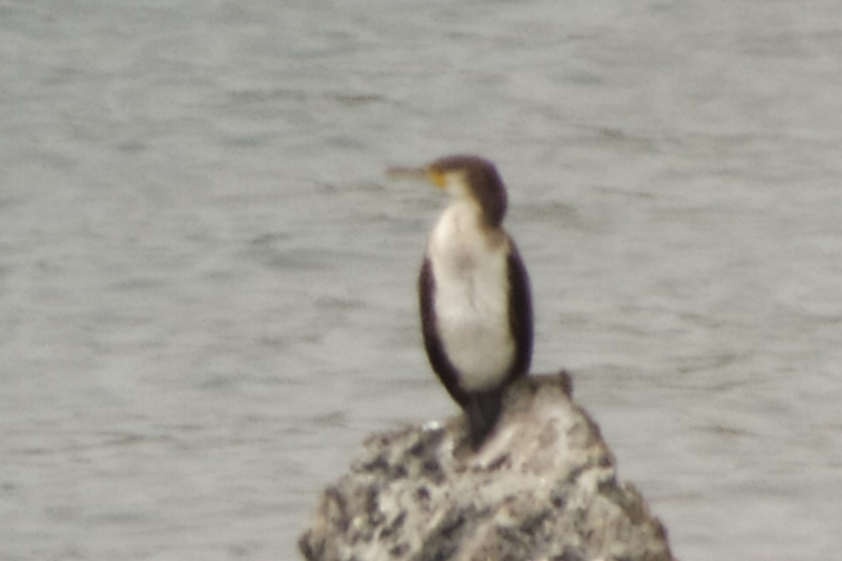 Cormorán Moñudo (Mediterráneo) - ML620494247