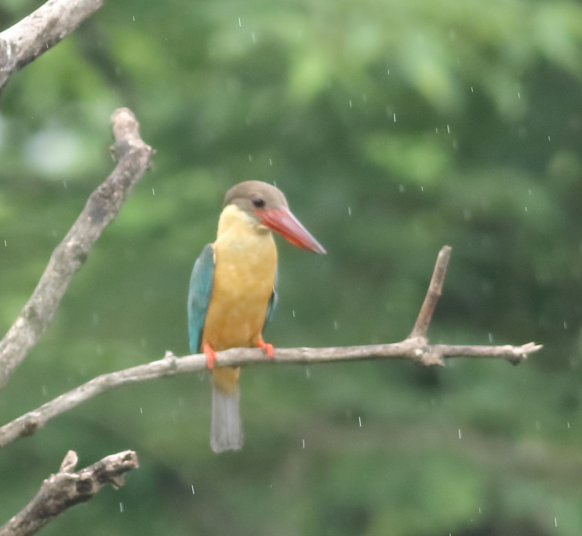 Stork-billed Kingfisher - ML620494248