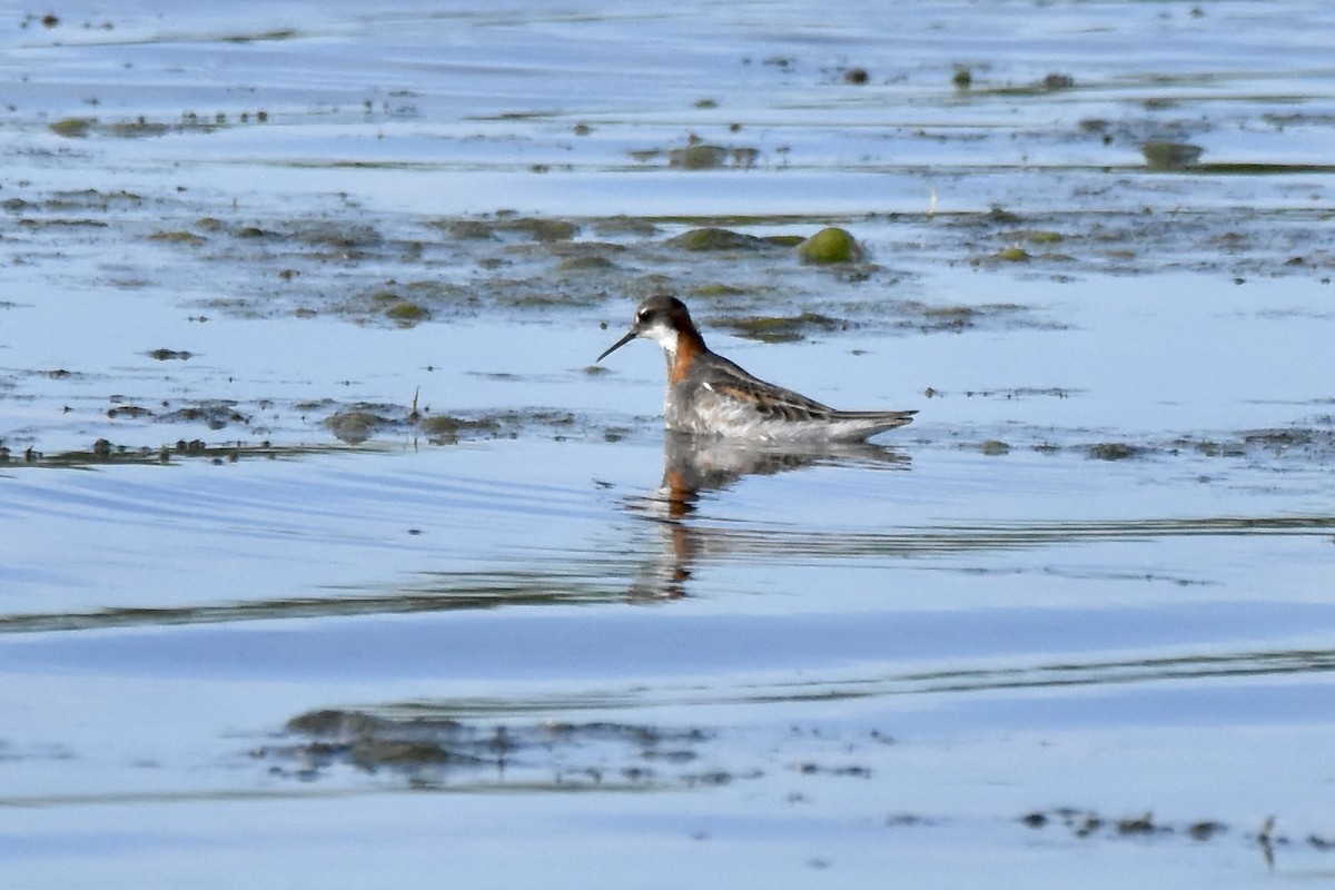 Phalarope à bec étroit - ML620494250