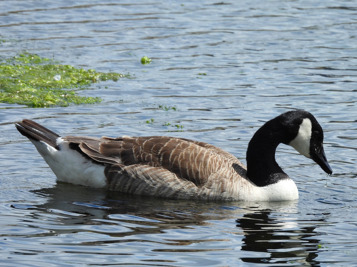 Canada Goose - ML620494256