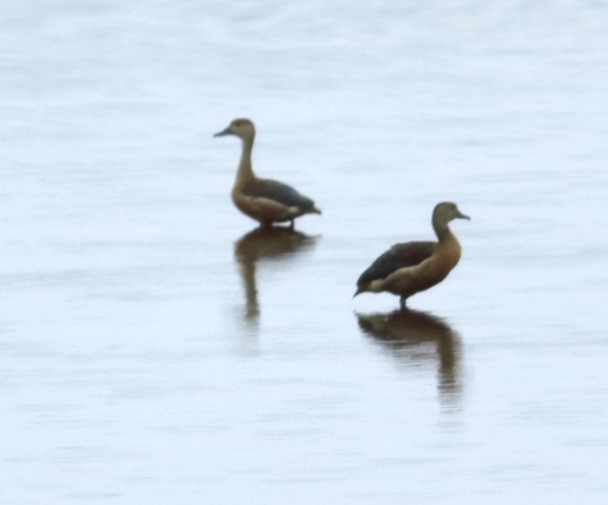 Dendrocygne siffleur - ML620494261