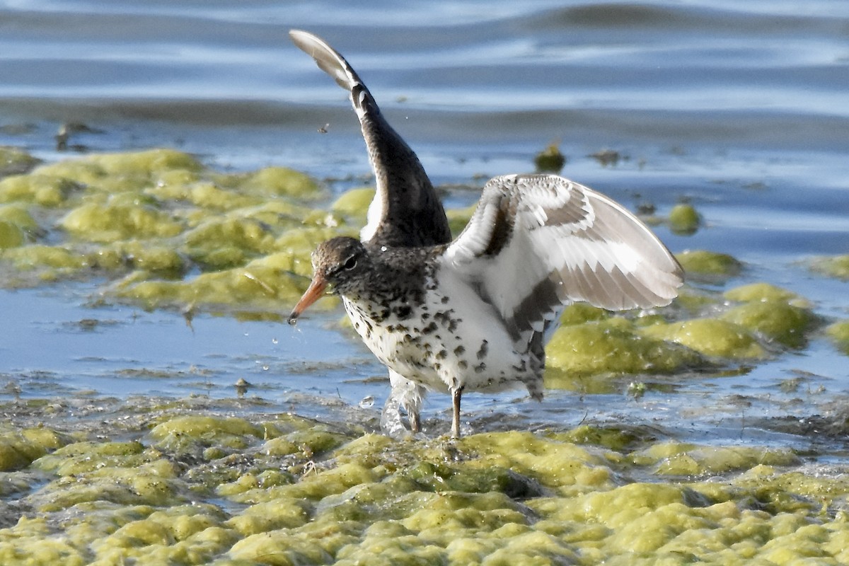 Spotted Sandpiper - ML620494262