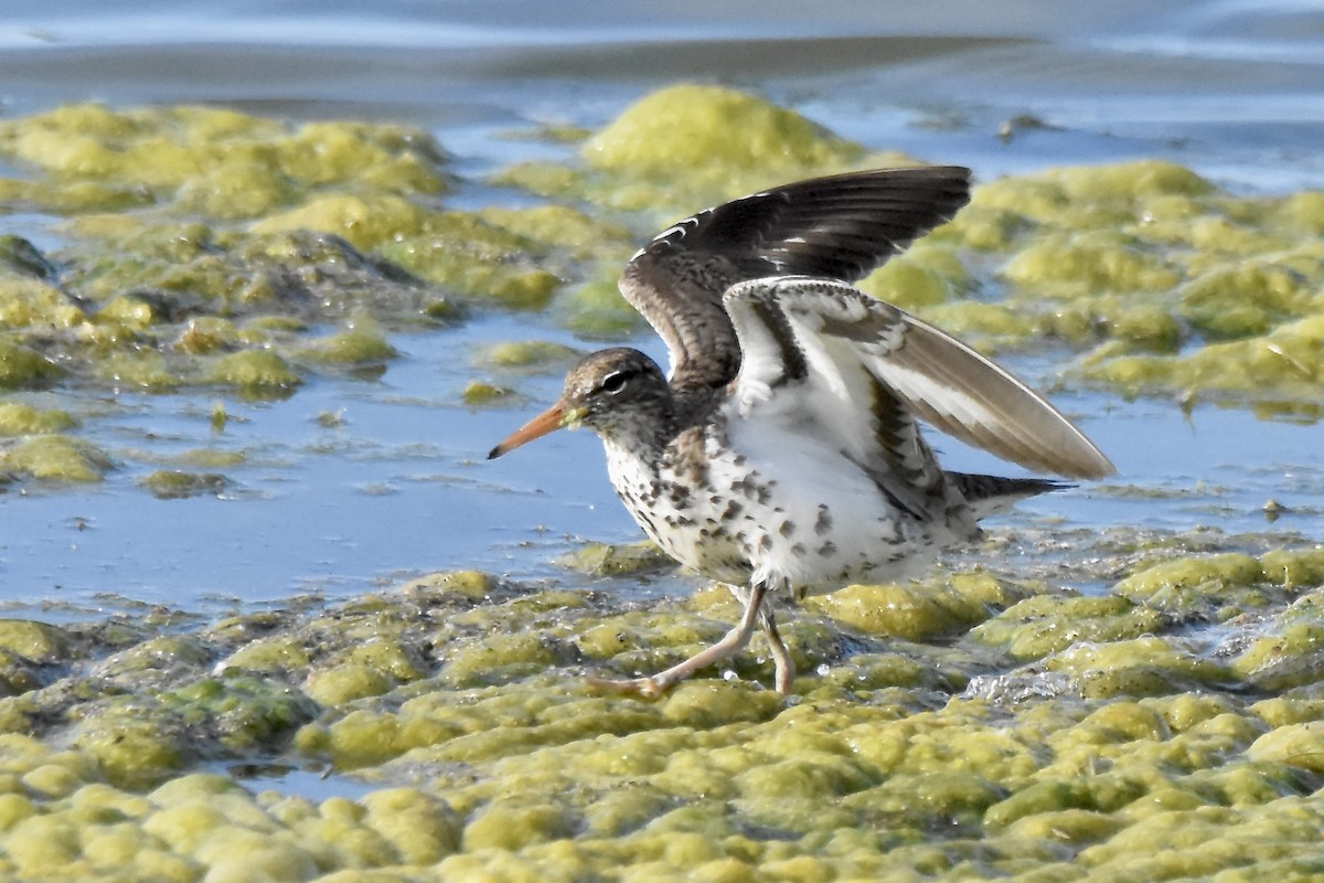 Spotted Sandpiper - ML620494263