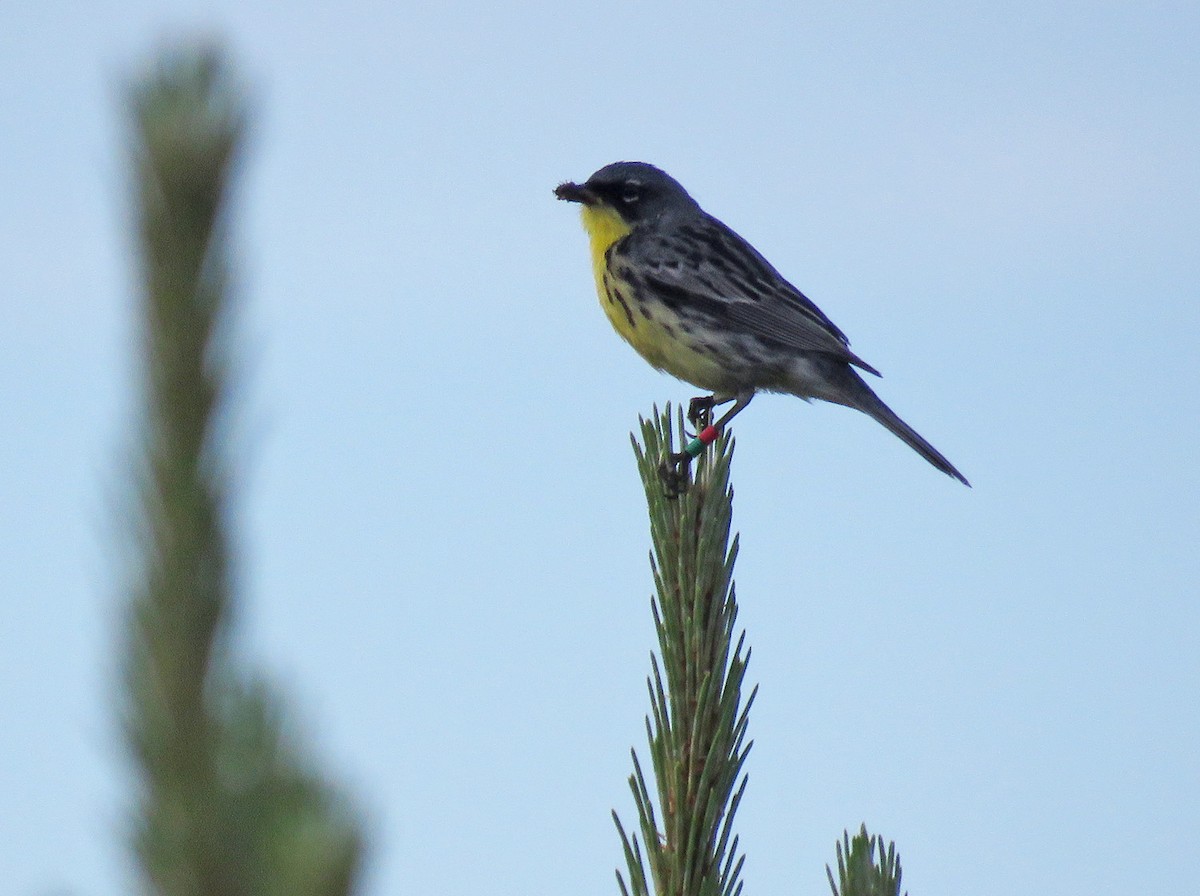 Kirtland's Warbler - ML620494267