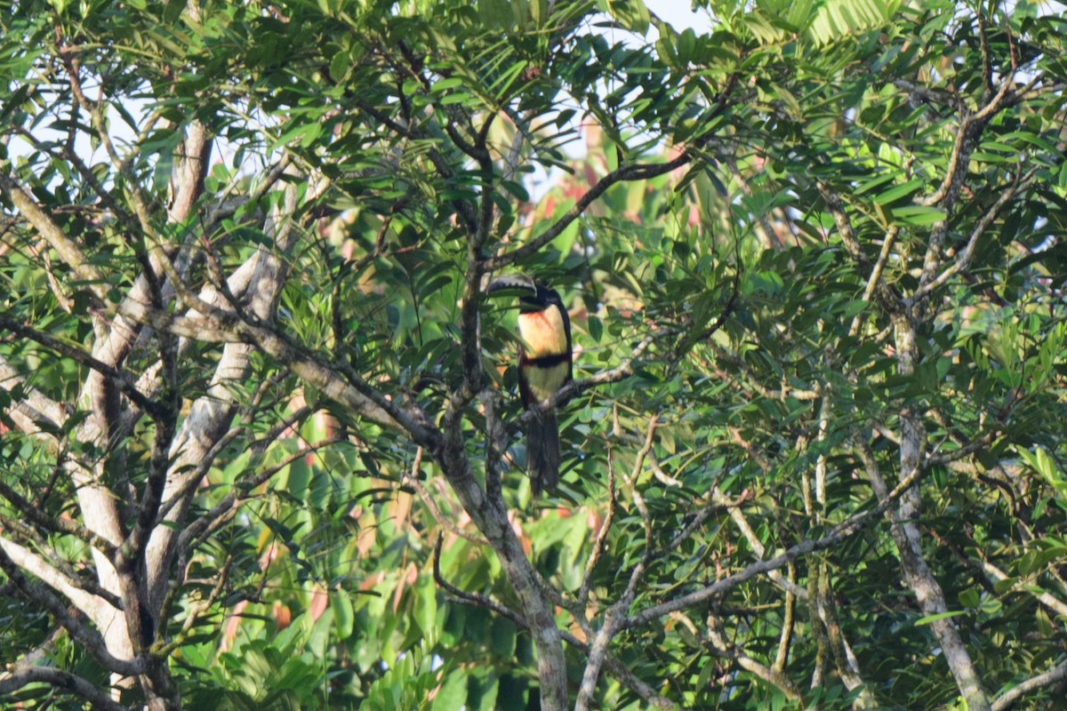 Collared Aracari - ML620494268