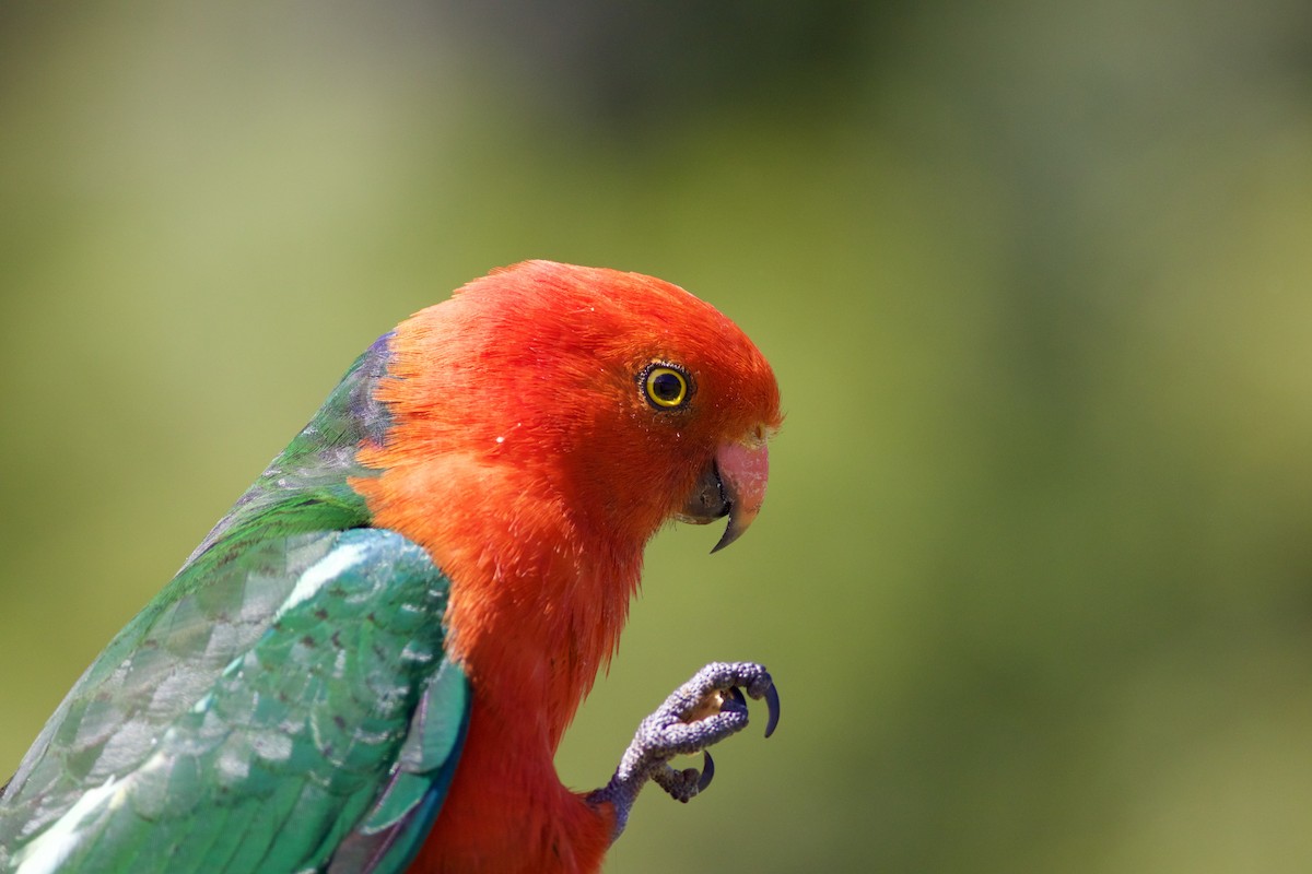 Australian King-Parrot - ML620494274