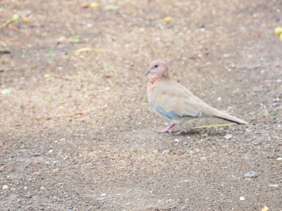 Tórtola Senegalesa - ML620494275