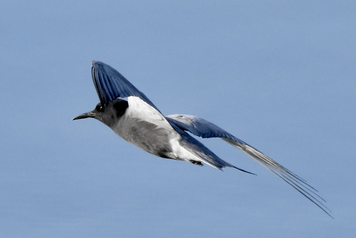 Black Tern - ML620494279