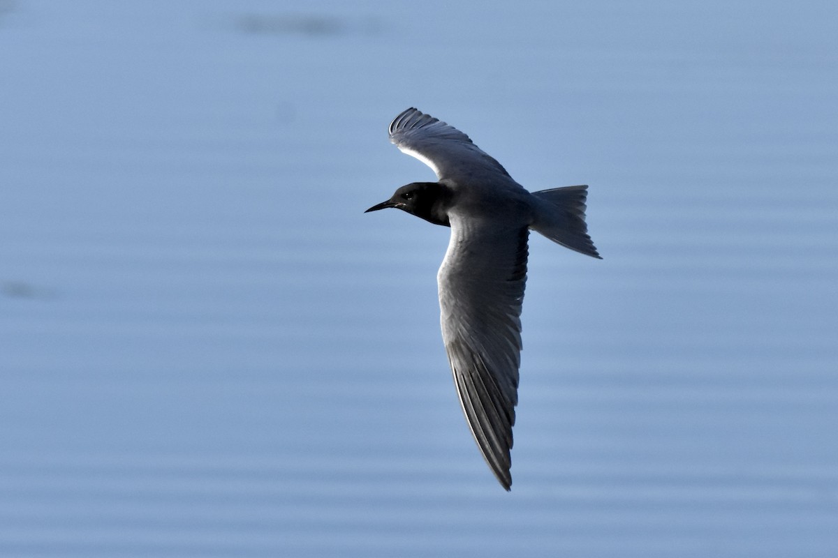 Black Tern - ML620494280