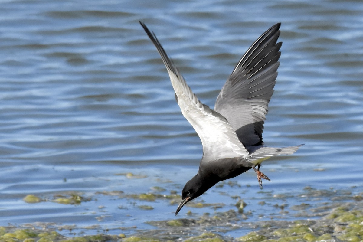 Black Tern - ML620494282