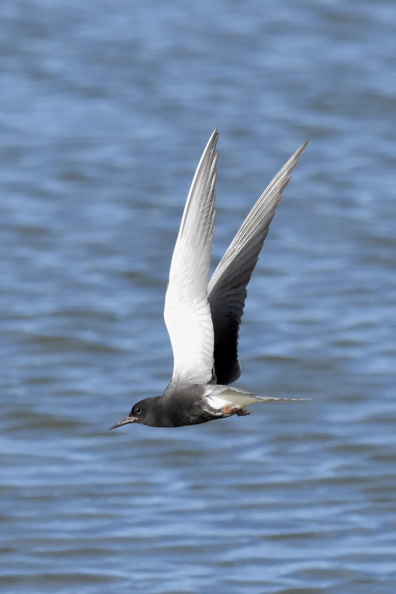 Black Tern - ML620494284