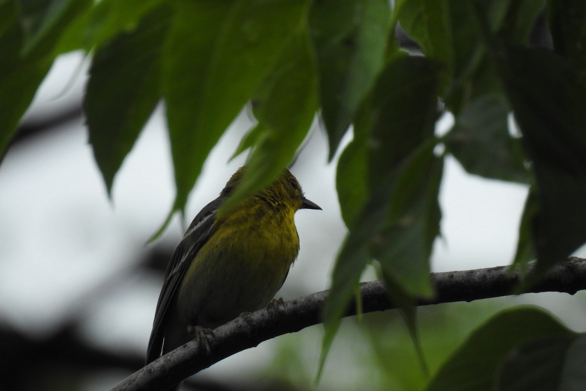 Pine Warbler - Dan Belter