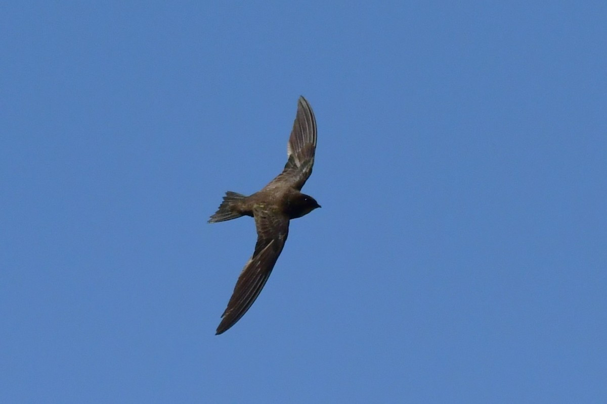 Himalayan Swiftlet - ML620494291