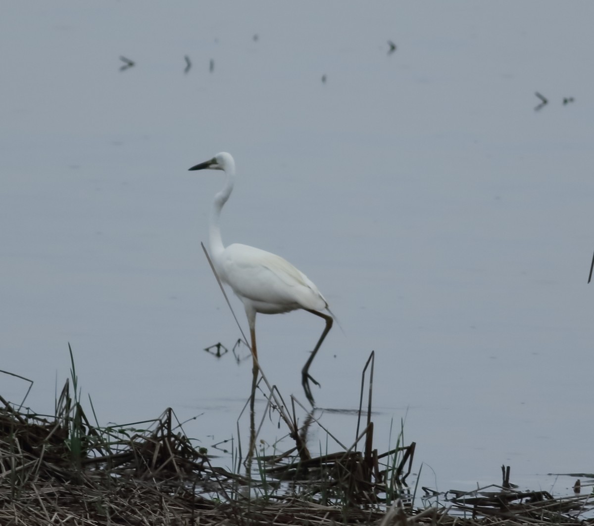 Great Egret - Savio Fonseca (www.avocet-peregrine.com)