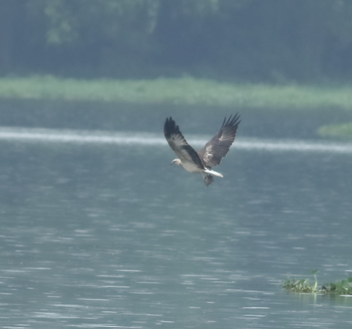 White-bellied Sea-Eagle - ML620494302