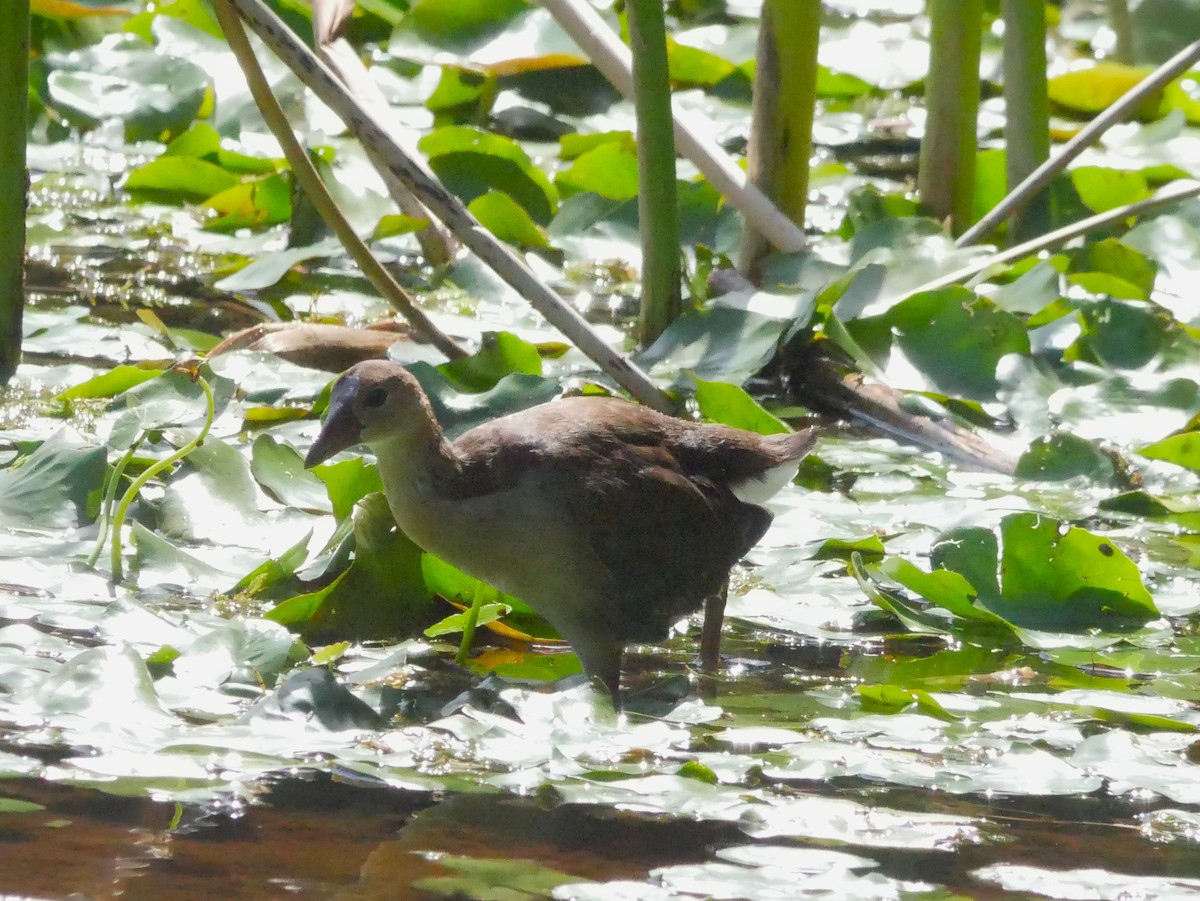 Purple Gallinule - ML620494303