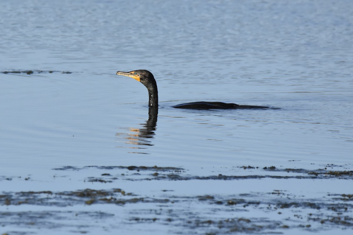 Double-crested Cormorant - ML620494304