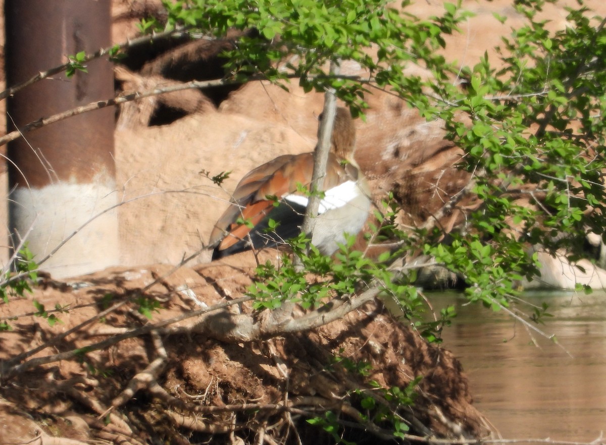 Egyptian Goose - ML620494306