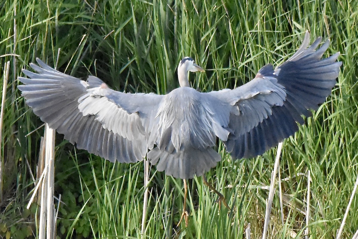 Great Blue Heron - ML620494312