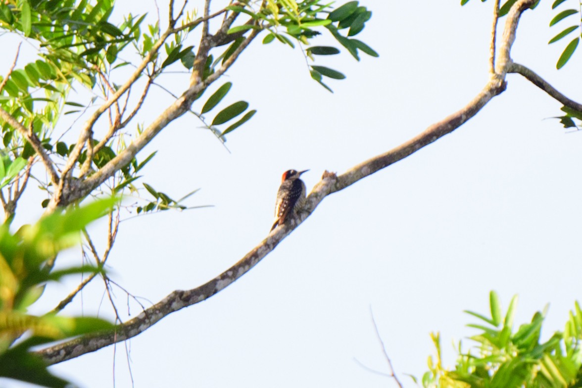 Black-cheeked Woodpecker - ML620494313