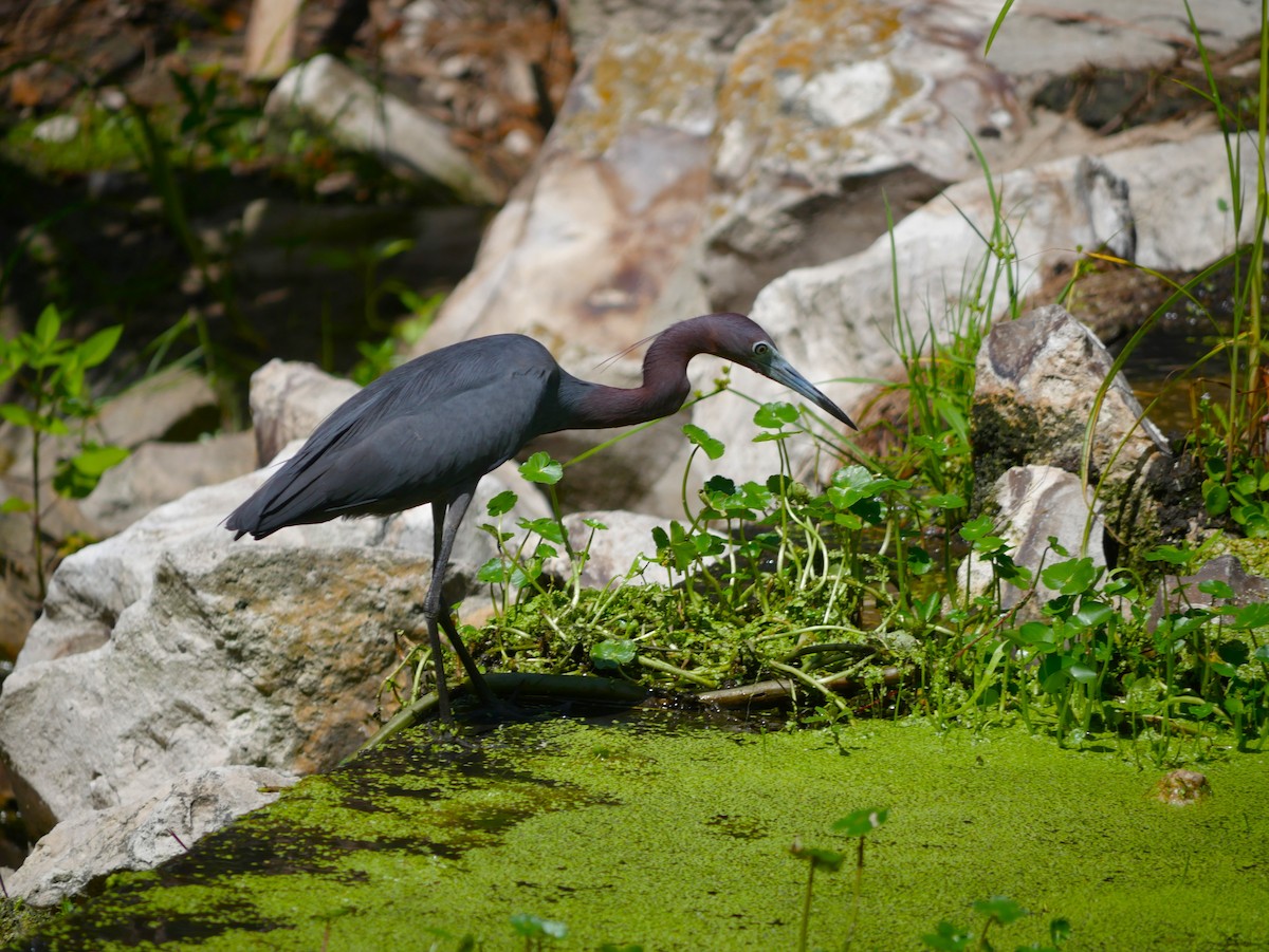 Little Blue Heron - ML620494315