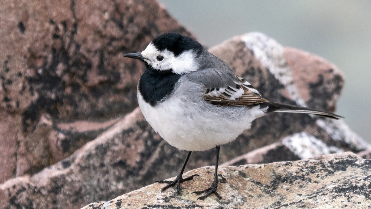 Lavandera Blanca (blanca euroasiática) - ML620494324