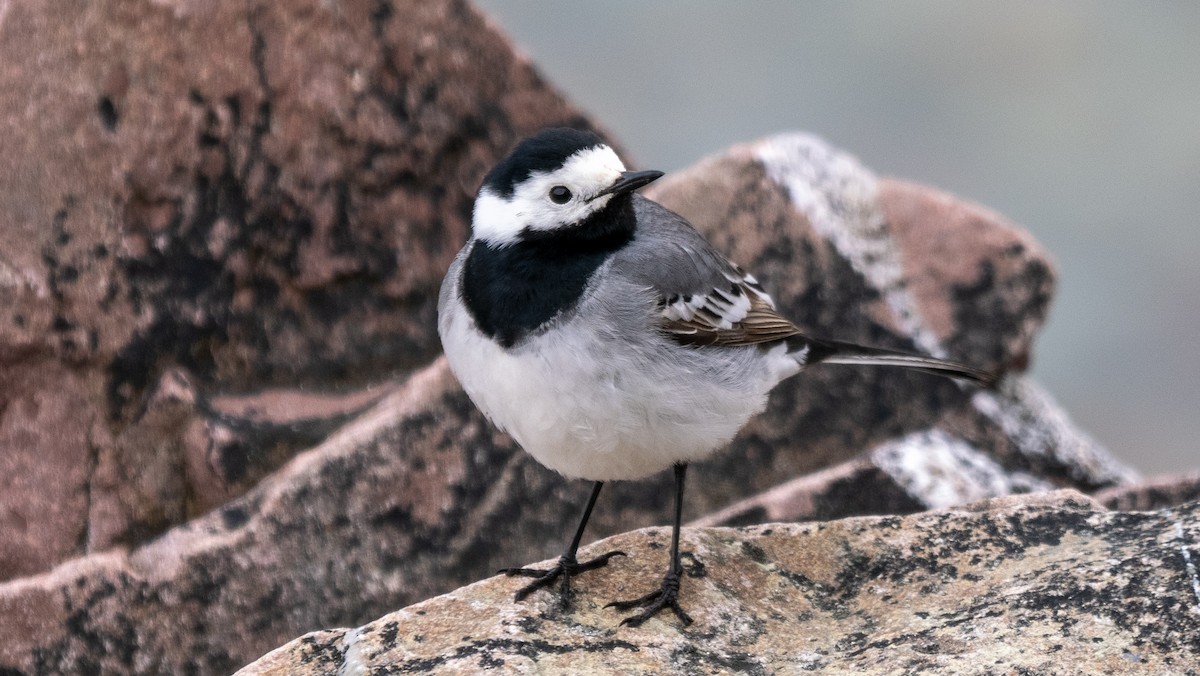 White Wagtail (White-faced) - ML620494325