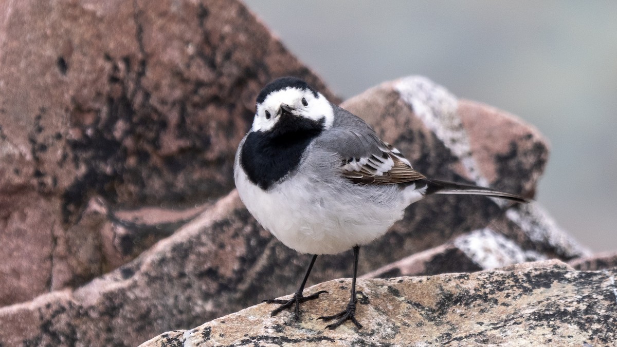 White Wagtail (White-faced) - ML620494326