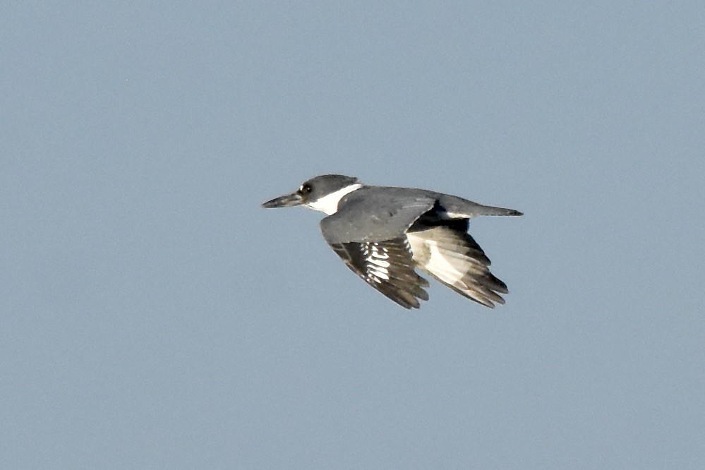 Belted Kingfisher - ML620494329