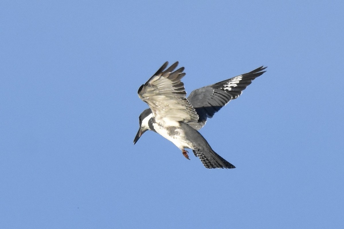 Belted Kingfisher - ML620494330