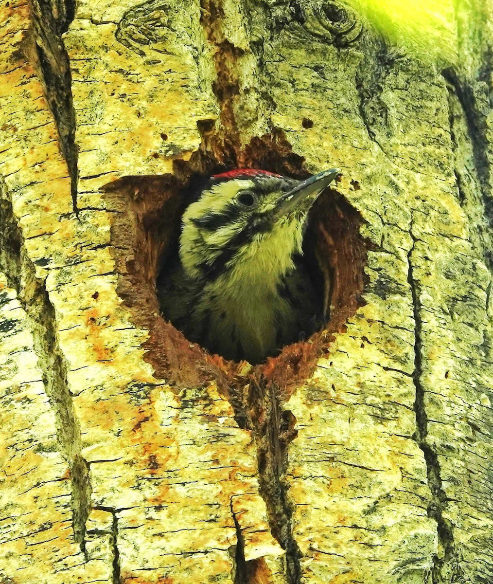 Ladder-backed Woodpecker - ML620494335