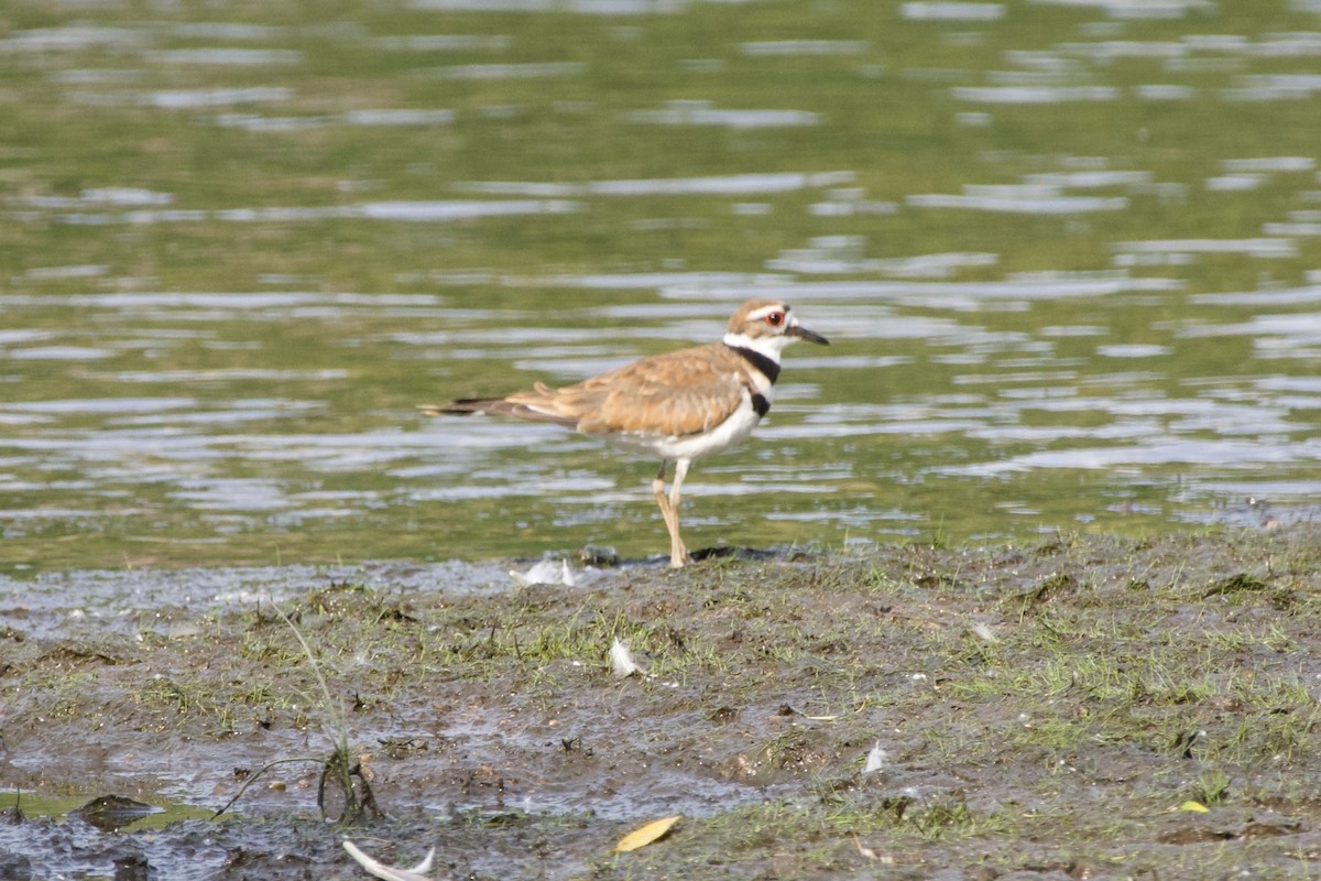 Killdeer - ML620494336