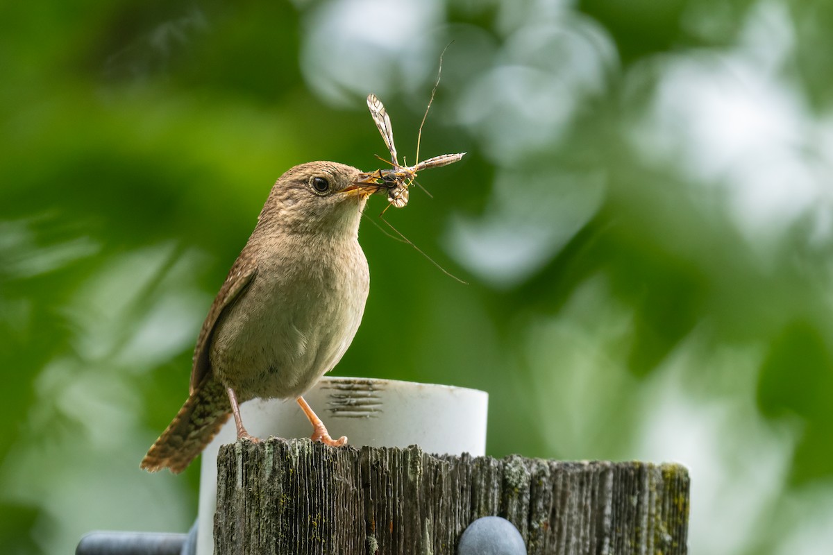 House Wren - ML620494338