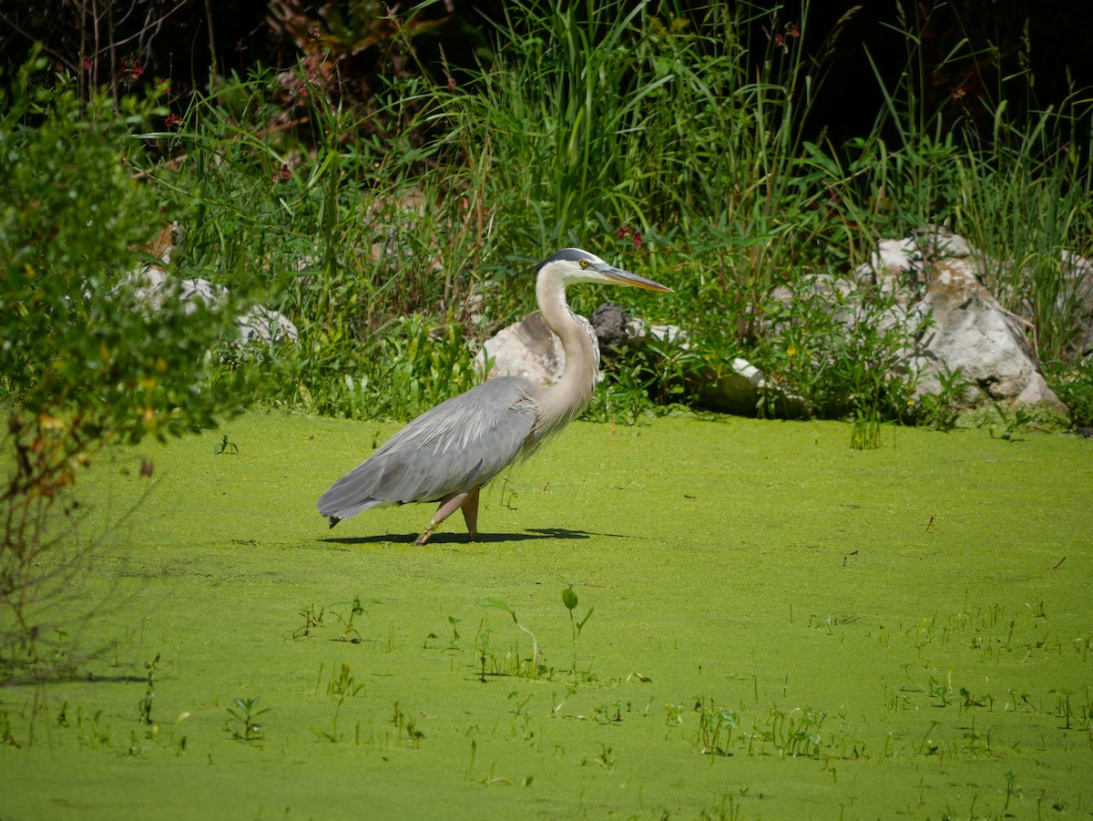 Great Blue Heron - ML620494339