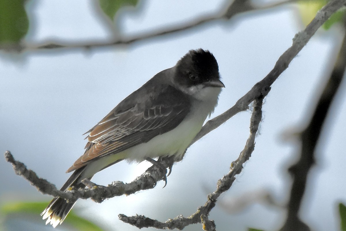 Eastern Kingbird - ML620494341