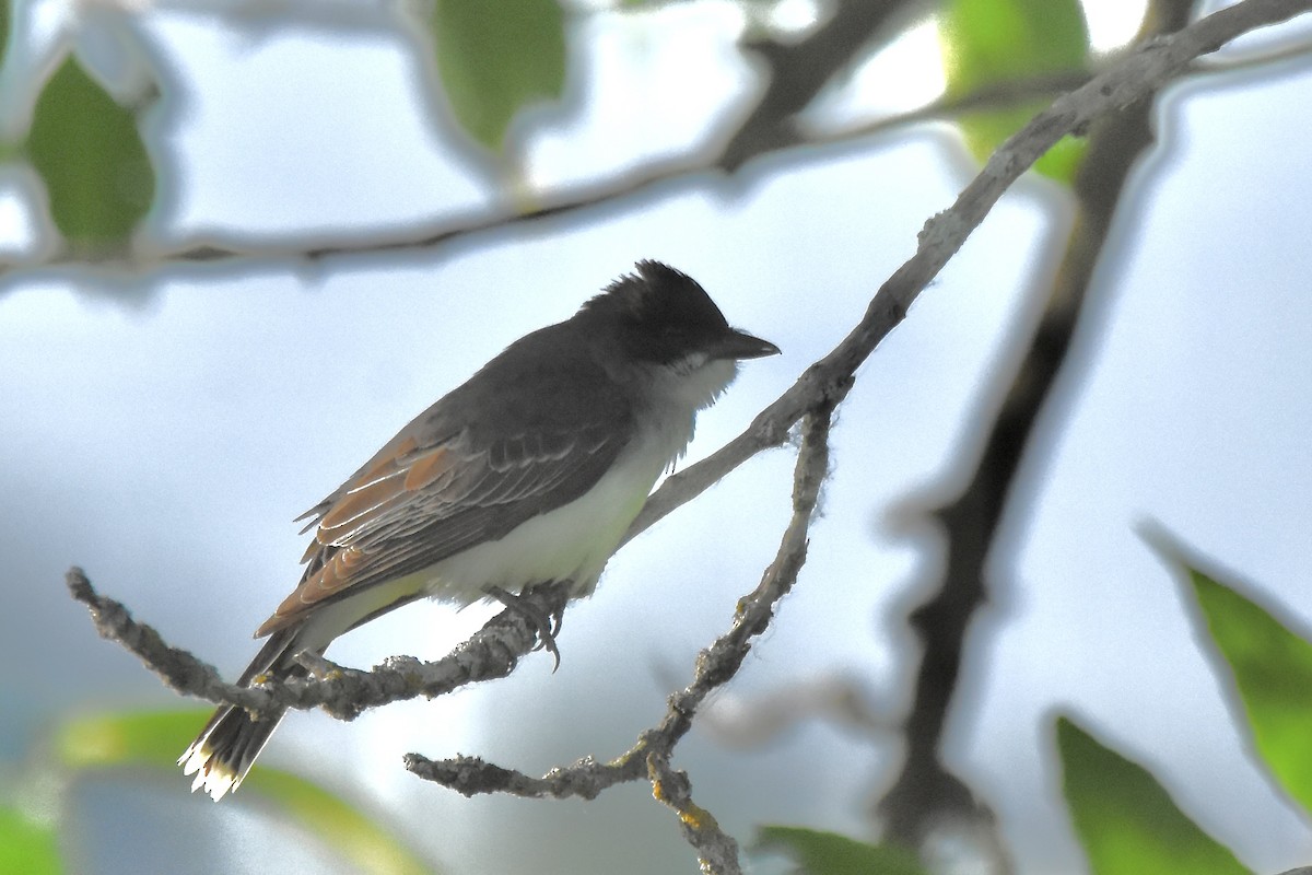 Eastern Kingbird - ML620494342