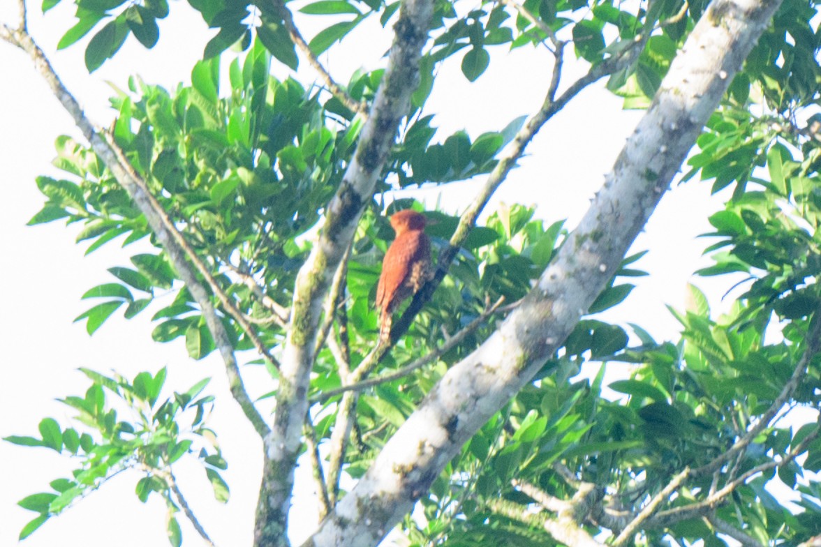 Cinnamon Woodpecker - ML620494348