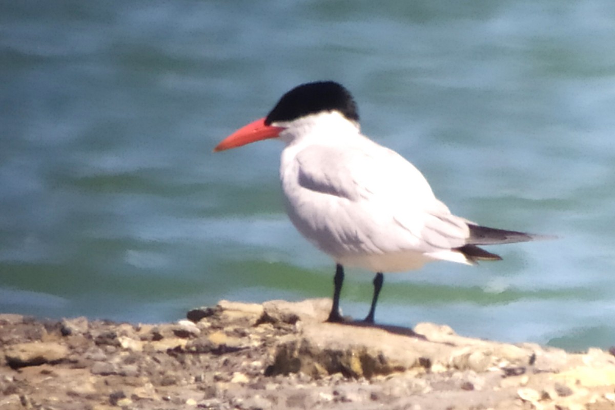 Caspian Tern - ML620494351