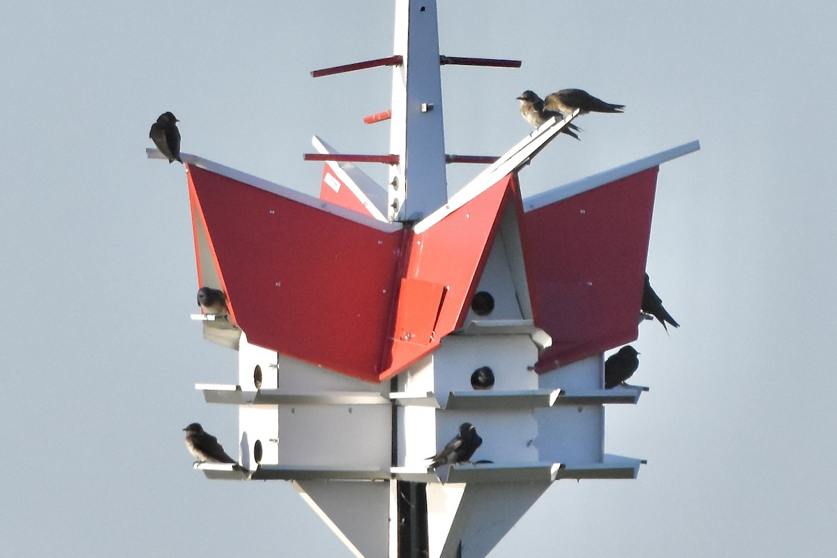 Purple Martin - ML620494353