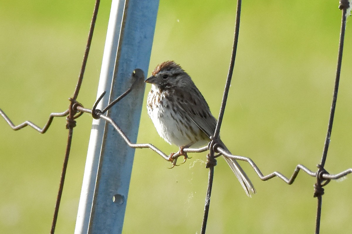 Song Sparrow - ML620494360