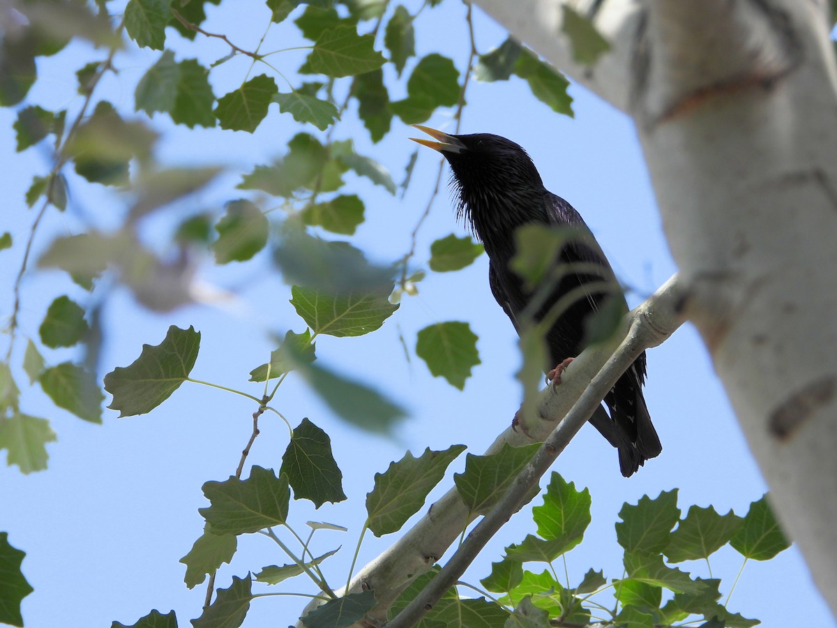 European Starling - ML620494364