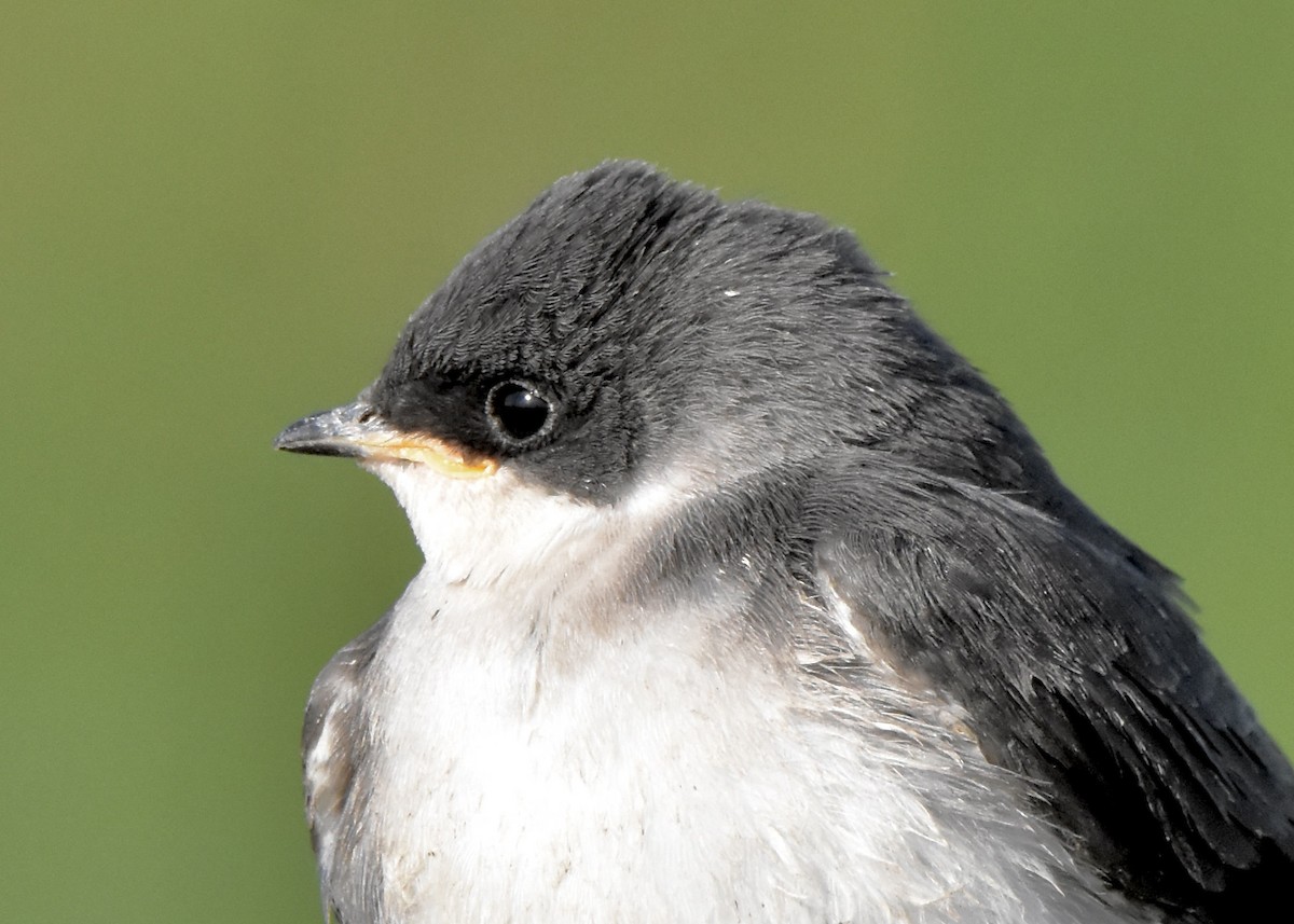 Tree Swallow - ML620494370