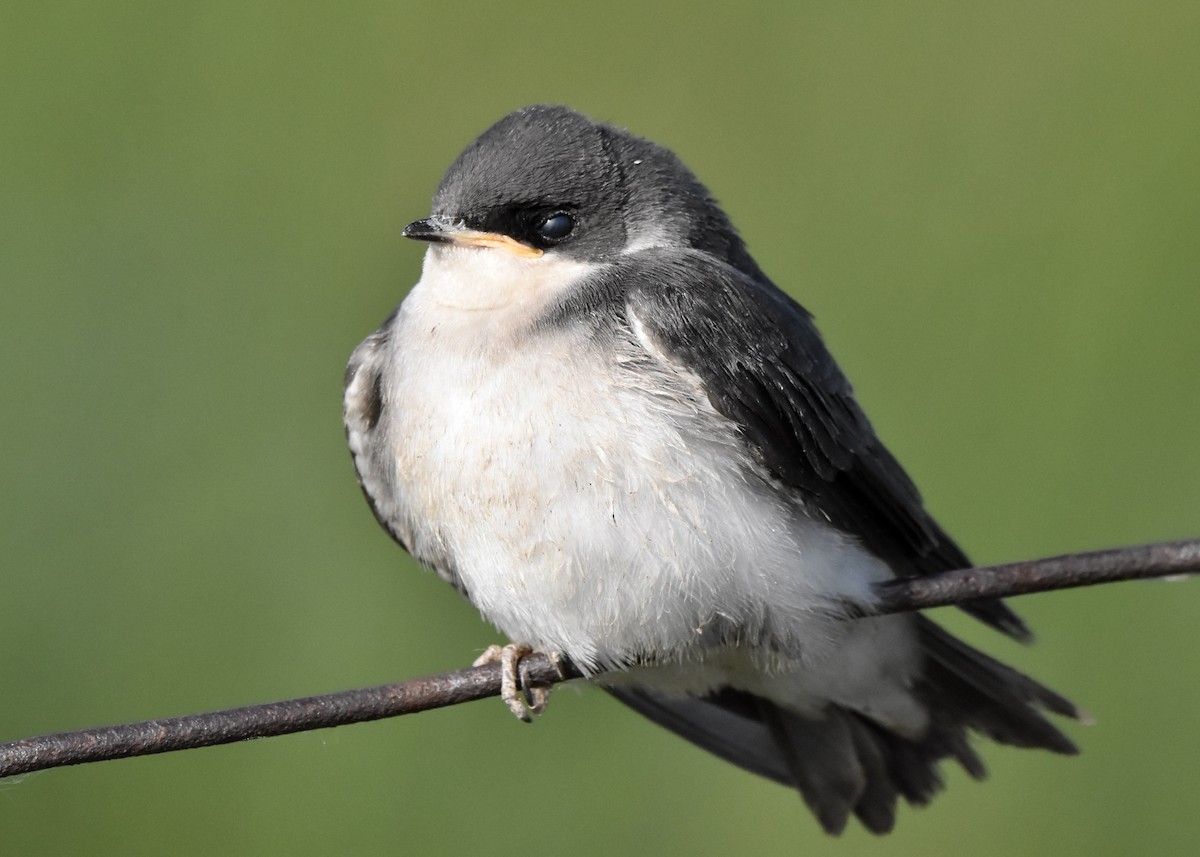 Tree Swallow - ML620494371