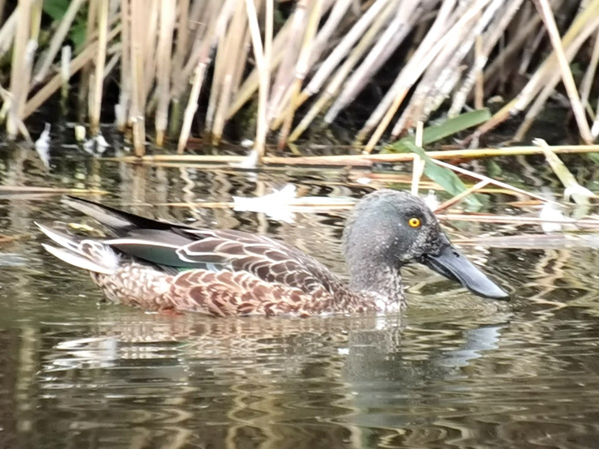 Northern Shoveler - ML620494374