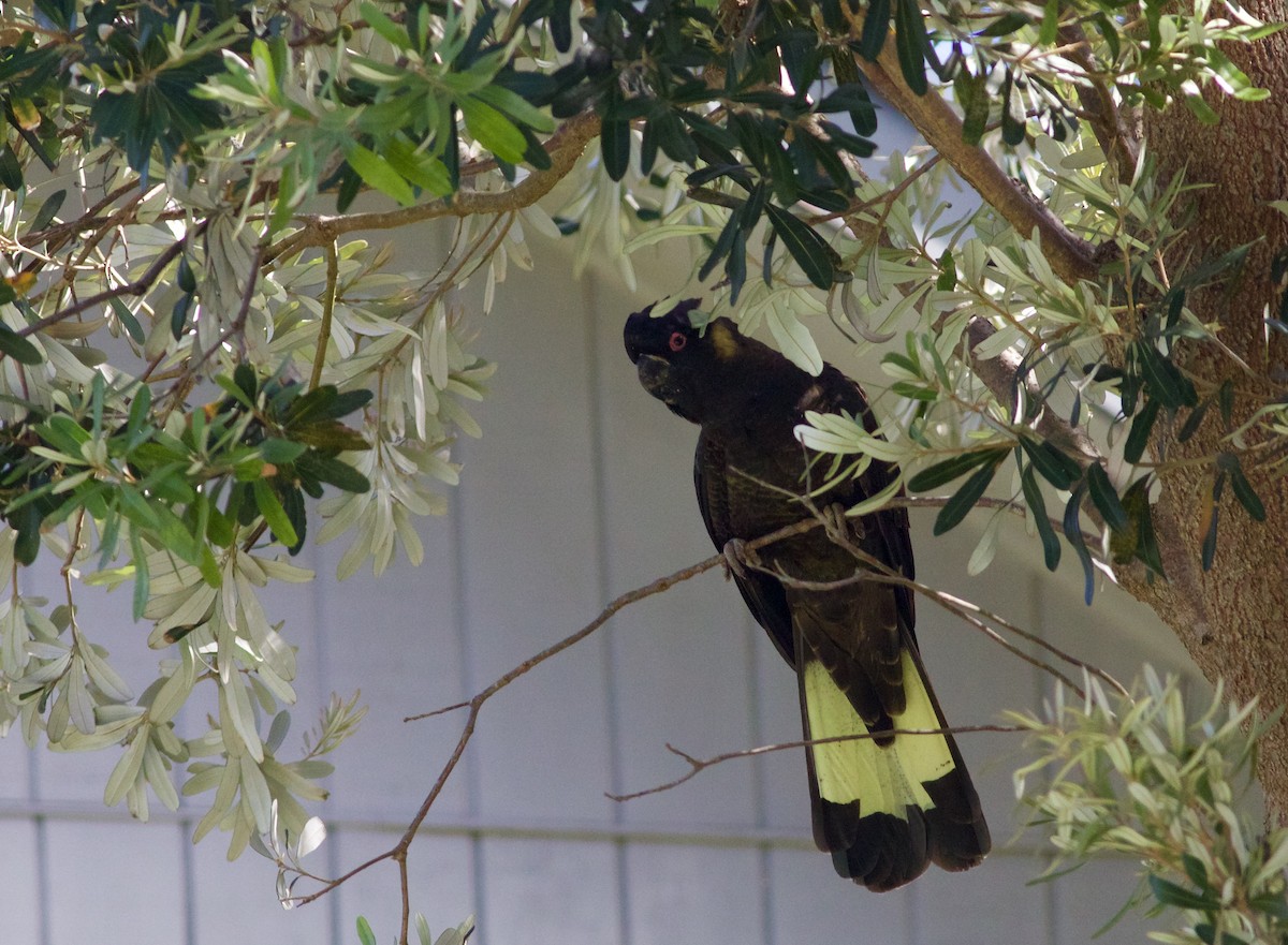 Cacatúa Fúnebre Coliamarilla - ML620494378