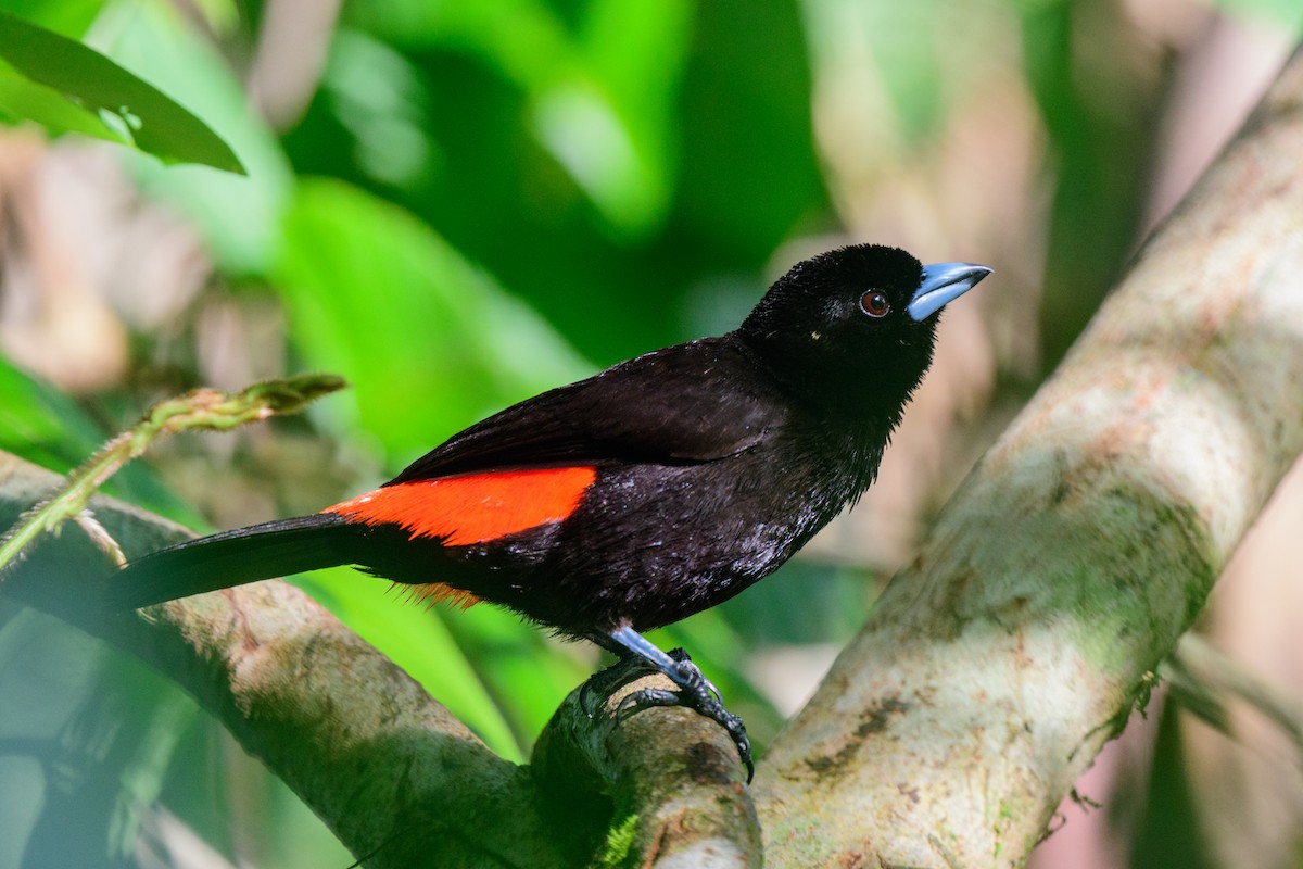 Scarlet-rumped Tanager - ML620494379