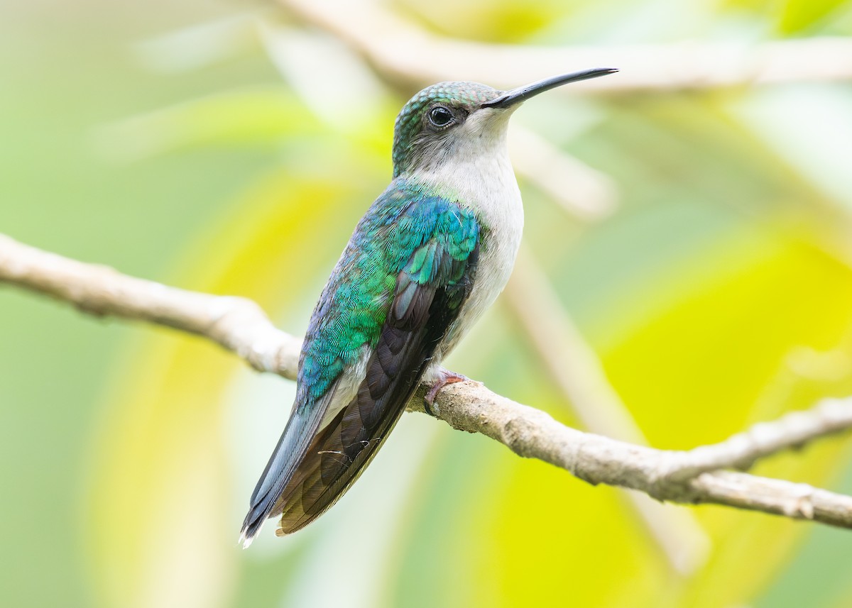 White-bellied Emerald - ML620494382